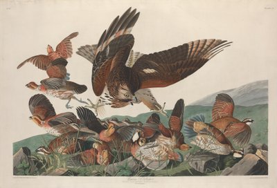 Virginian Agerhøne af Robert Havell after John James Audubon
