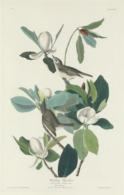 Warbling Fluesnapper af Robert Havell after John James Audubon