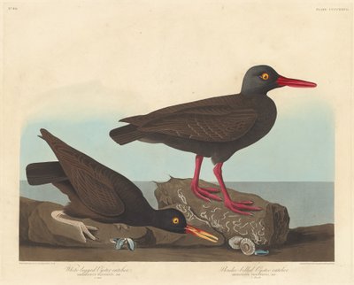 Hvidbenet østersfanger og slanknæbbet østersfanger af Robert Havell after John James Audubon
