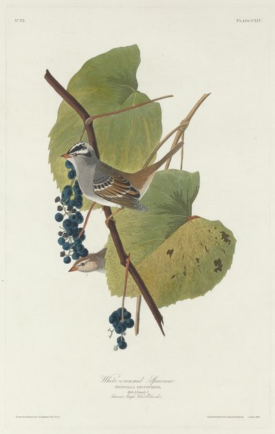 Hvidkronet Spurv af Robert Havell after John James Audubon