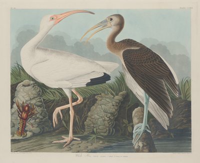 Hvid Ibis af Robert Havell after John James Audubon