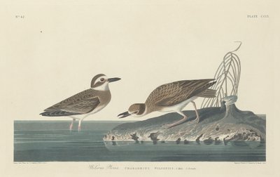 Wilsons Plover af Robert Havell after John James Audubon