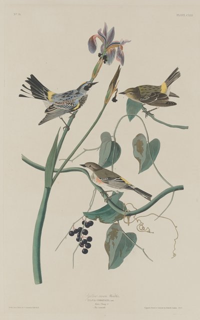 Gul-kronesanger af Robert Havell after John James Audubon