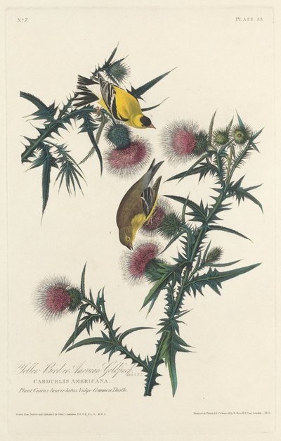 Gul fugl eller amerikansk guldfink af Robert Havell after John James Audubon