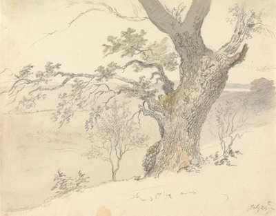 En eg i Englefield Park af Robert Hills