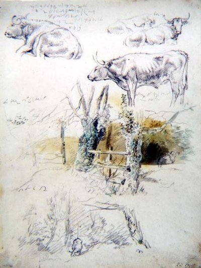 Kvægstudier af Robert Hills