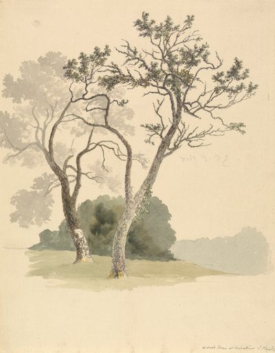 Orchard Trees ved Under River nær Knole af Robert Hills