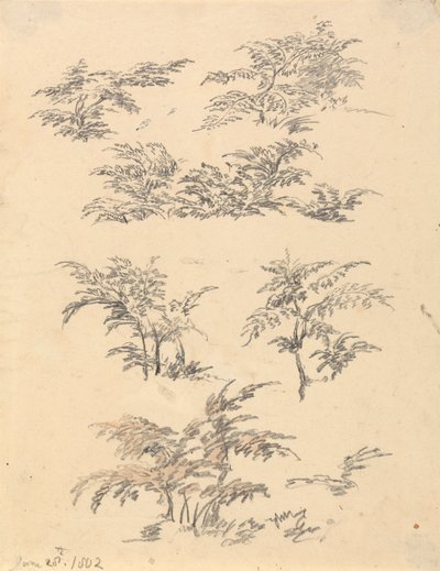 Studie af Bracken af Robert Hills