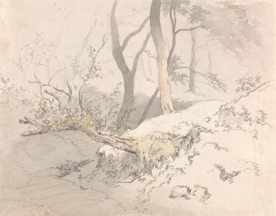 Woodland Shadow af Robert Hills