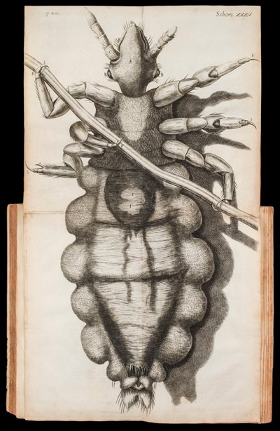 Udfoldelig illustration af en lus på en hårstrå fra 