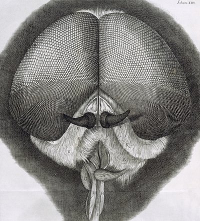 Grå drone-flue, observation XXXIX fra Hookes Micrographia, 1664 af Robert Hooke