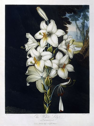 Den hvide lilje af Robert John (after) Thornton