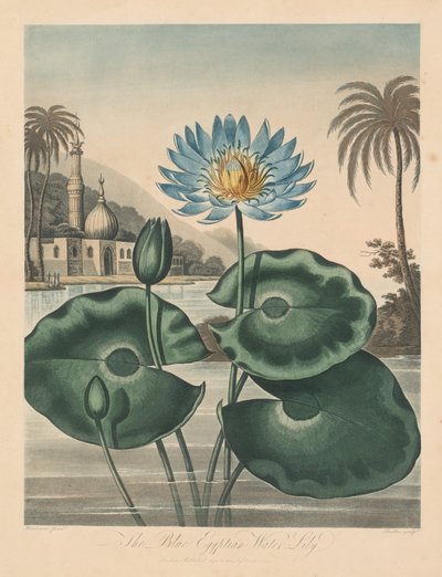 The Temple of Flora, eller Naturens Have: Blue Egyptian Waterlily af Robert John Thornton