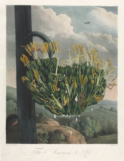 The Temple of Flora, eller Naturens Have: The American Aloe, 1807. af Robert John Thornton