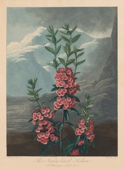 The Temple of Flora, eller Naturens Have: The Narrow-leaved Kalmia, Mountain Laurel, 1804. af Robert John Thornton
