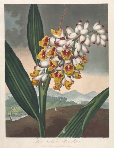 The Temple of Flora, eller Naturens Have: The Nodding Renealmia af Robert John Thornton