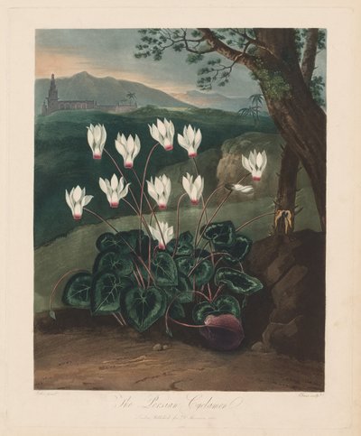Floratemplet eller naturens have: Den persiske Cyclamen, 1799-1807. af Robert John Thornton