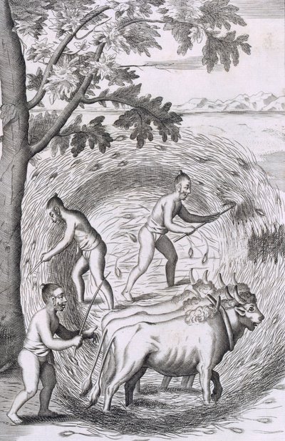 Måden at træde deres ris ud af, fra An Historical Relation of the Island Ceylon, pub. 1681 stik af Robert Knox