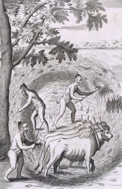 Måden at træde deres ris ud på, pub. 1681. af Robert Knox
