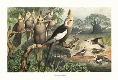 Flok cockatiels, Nymphicus hollandicus, ved et vandhul. 1882 (kromolitografi) af Robert Kretschmer