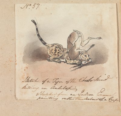 En gepard dræber en antilope af Robert Mabon