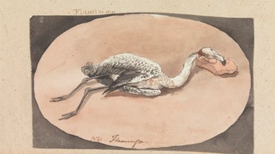 Flamingo af Robert Mabon