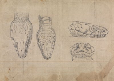 Studie af hovedet af en slange af Robert Smirke