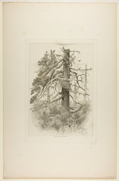 Gamle træer på Naushon Island af Robert Swain Gifford