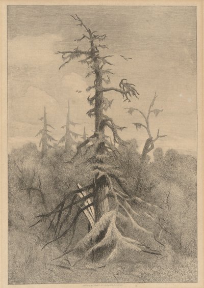 Gamle træer på Naushon Island af Robert Swain Gifford