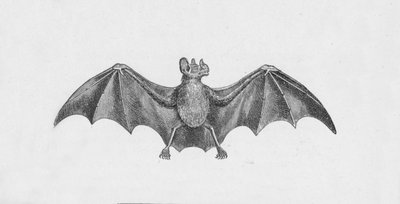 Vampyr flagermus, c1885, 1890 af Robert Taylor Pritchett