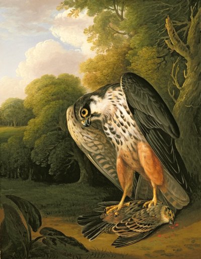 En Hobby Hawk og Prey skudt mod Buxton af Robert Wilkinson Padley
