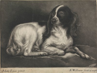 En spaniel af Robert Williams