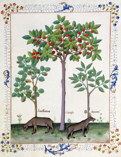 Hasselnøddebusk (til venstre) og kirsebærtræ (i midten), Illustration fra Book of Simple Medicines af Matthaeus Platearius 162r af Robinet Testard