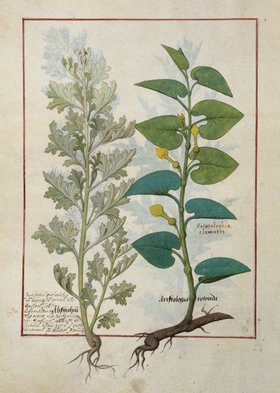 Illustration fra The Book of Simple Medicines af Mattheaus Platearius af Robinet Testard