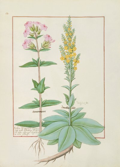Illustration fra Book of Simple Medicines af Mattheaus Platearius af Robinet Testard