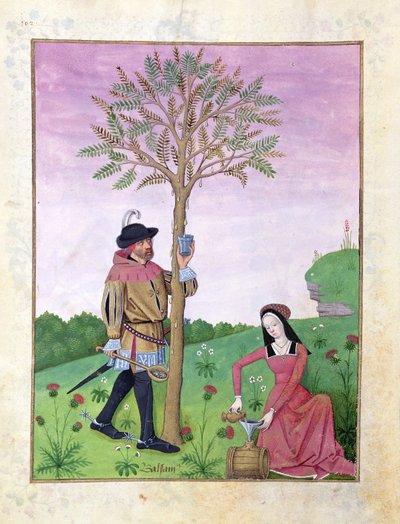 Lavendel, Hellebore og en slægtning til Agurkefamilien, Illustration fra Book of Simple Medicines af Matthaeus Platearius 131r af Robinet Testard