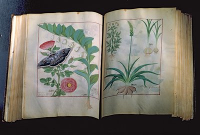Fru Fr. Fv VI #1 To sider forestillende rose og hvidløg, fra The Book of Simple Medicines af Mattheus Platearius (d.c.1161) c.1470 af Robinet Testard