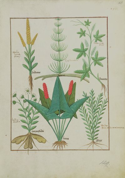 Fru Fr. Fv VI #1 fol.125r Øverste række: Majs, Equisetum og Labruscae flos. Nederste række: Daisy, Jarus og merian, illustration fra The Simple Book of Medicine, af Mattheaus Platearius (d.c.1161) c.1470 af Robinet Testard