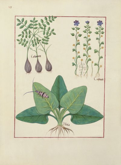 Fru Fr. Fv VI #1 fol. Illustration fra Book of Simple Medicines af Mattheaus Platearius (d.c.1161) c.1470 af Robinet Testard