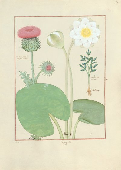 Plumed thistle, vandlilje og ricinus, illustration fra The Book of Simple Medicines, af Mattheaus Platearius af Robinet Testard