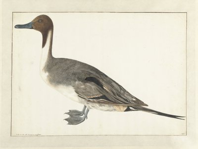 Drake Pintail af Rochus van Veen