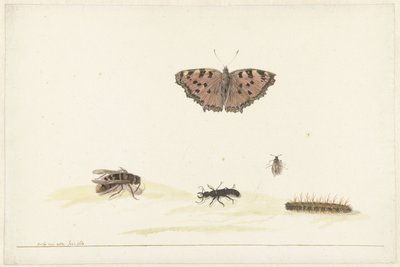 Studieark med forskellige insekter af Rochus van Veen