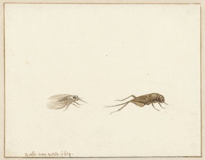 To insekter af Rochus van Veen