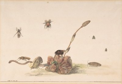 Forskellige insekter af en svamp, 1681. af Rochus van Veen