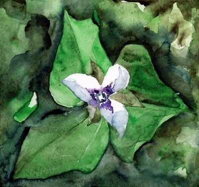 Hvid trillium i blomst af RodMacIver
