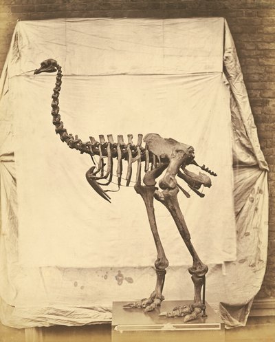 Dinornis Elephantopus Dinosaur af Roger Fenton