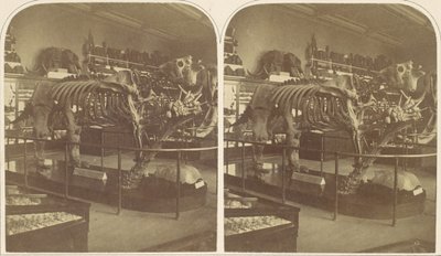 The Megatherium, British Museum, 1850