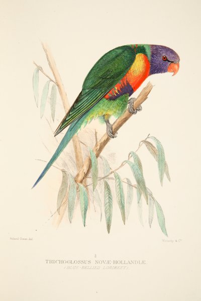 Blue Bellied Lorikeet, pub. 1916 håndfarvet gravering. af Roland Green