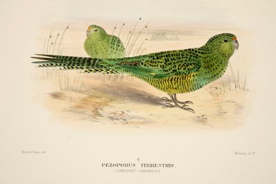 Ground Parrot, pub. 1916 håndfarvet gravering. af Roland Green