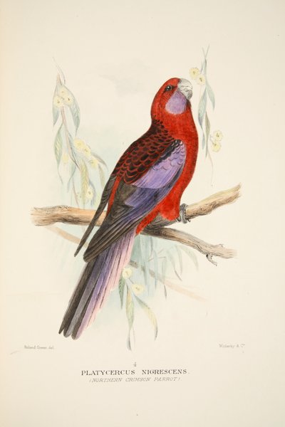 Northern Crimson Parrot, pub. 1916 håndfarvet gravering. af Roland Green